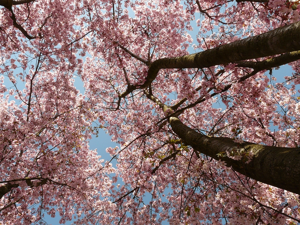 Tree japanese cherry japanese flowering cherry
