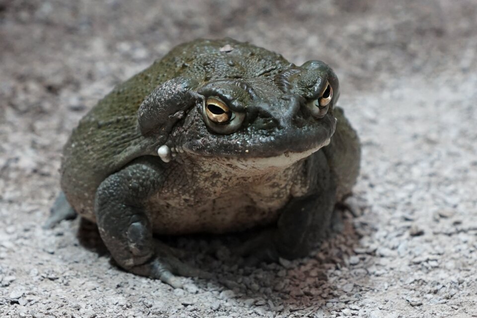 Toad zoo terrarium