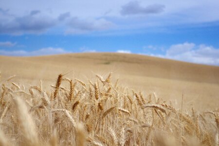 Blue gold harvest photo