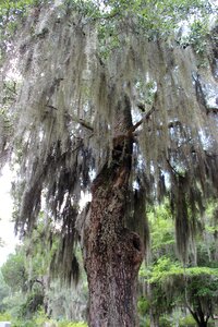 Mourning green memory