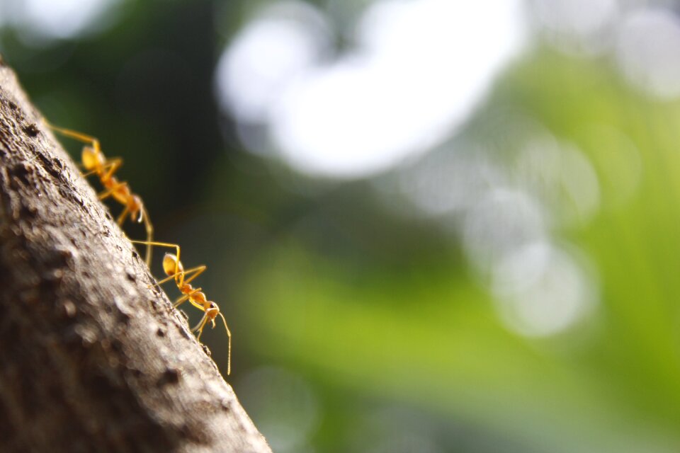 Teamwork insect community