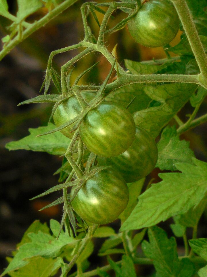 Green vegetable agriculture