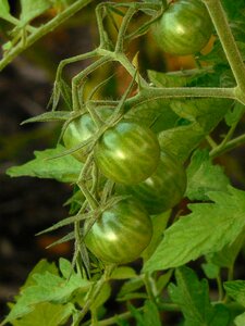 Green vegetable agriculture
