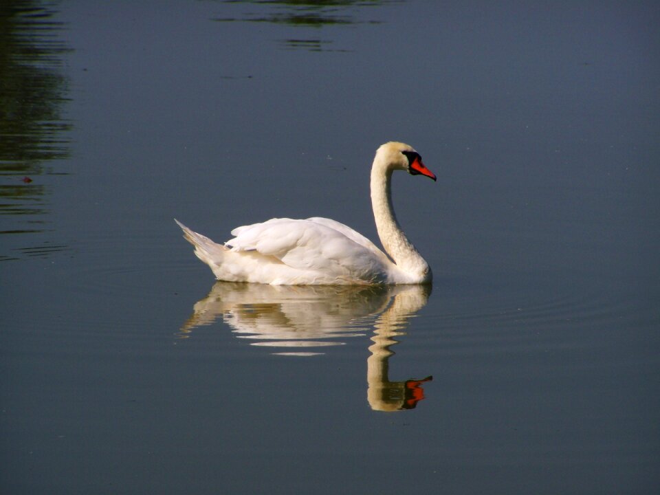 Water bird water surface reflection