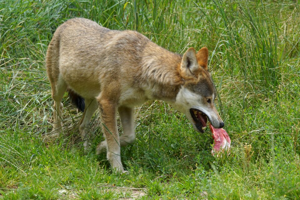 Wolf food Free photos