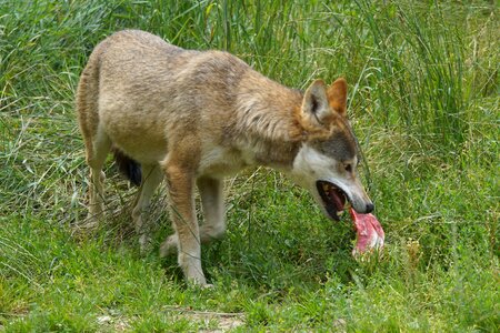 Wolf food Free photos
