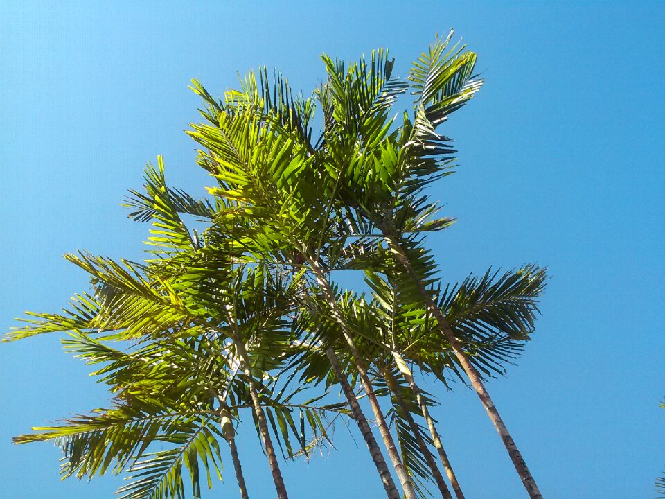 Tropical blue sky