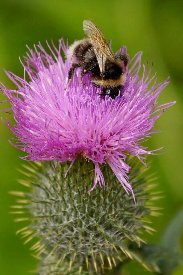 Nature pollen pink