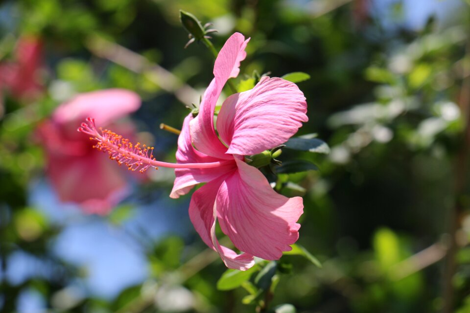 Nature plant petal