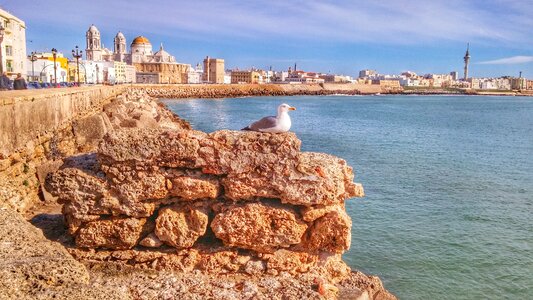 Bird landscape sea