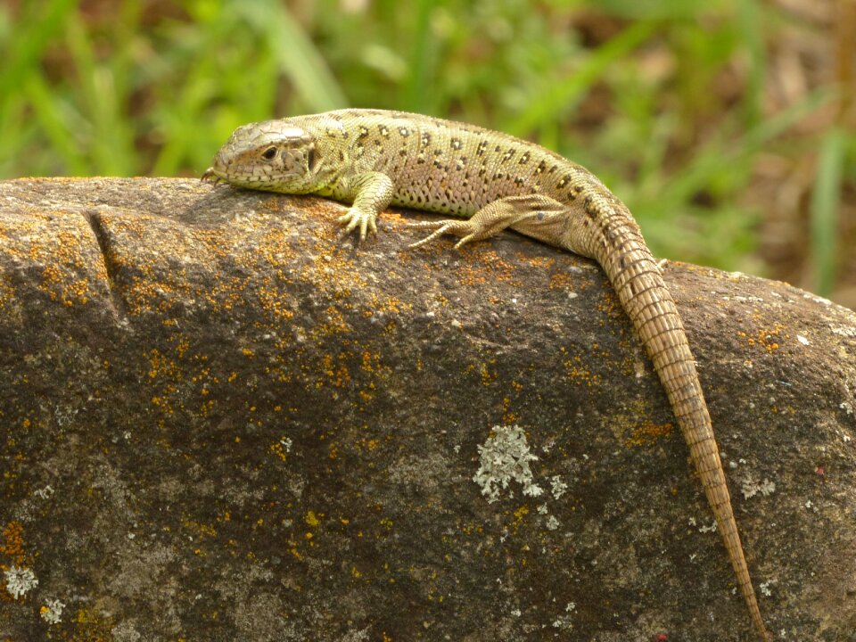 Cold blooded animals chunks of granite male