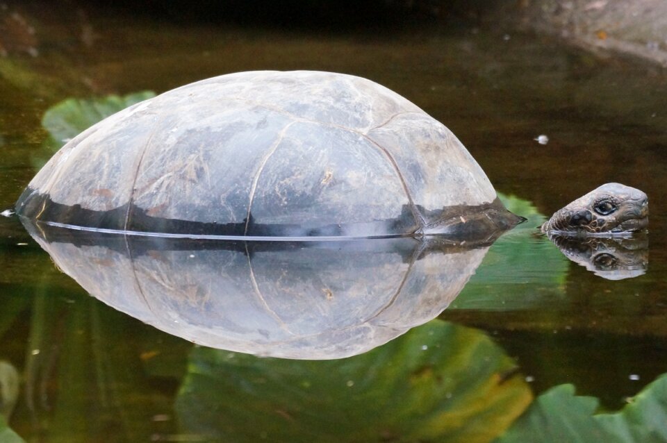 Turtle pond mirroring
