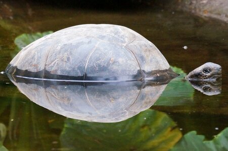 Turtle pond mirroring photo