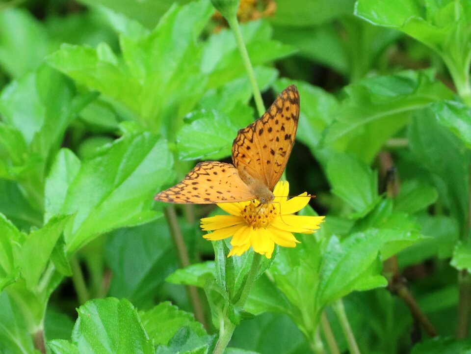 Yellow flower quentin chong pollen
