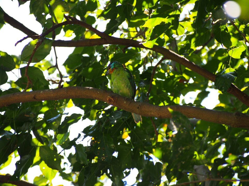 Colored birds monk muller's barbet
