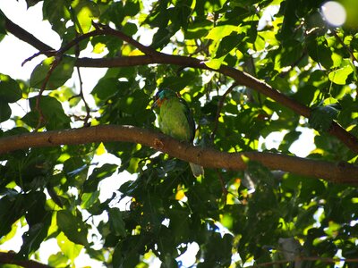 Colored birds monk muller's barbet
