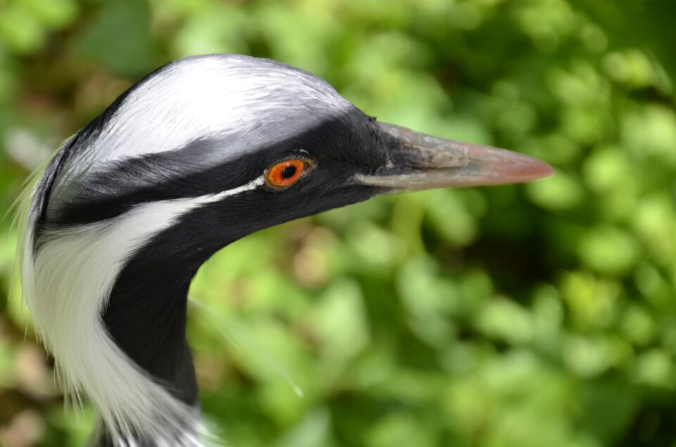 Nature flying exotic bird photo