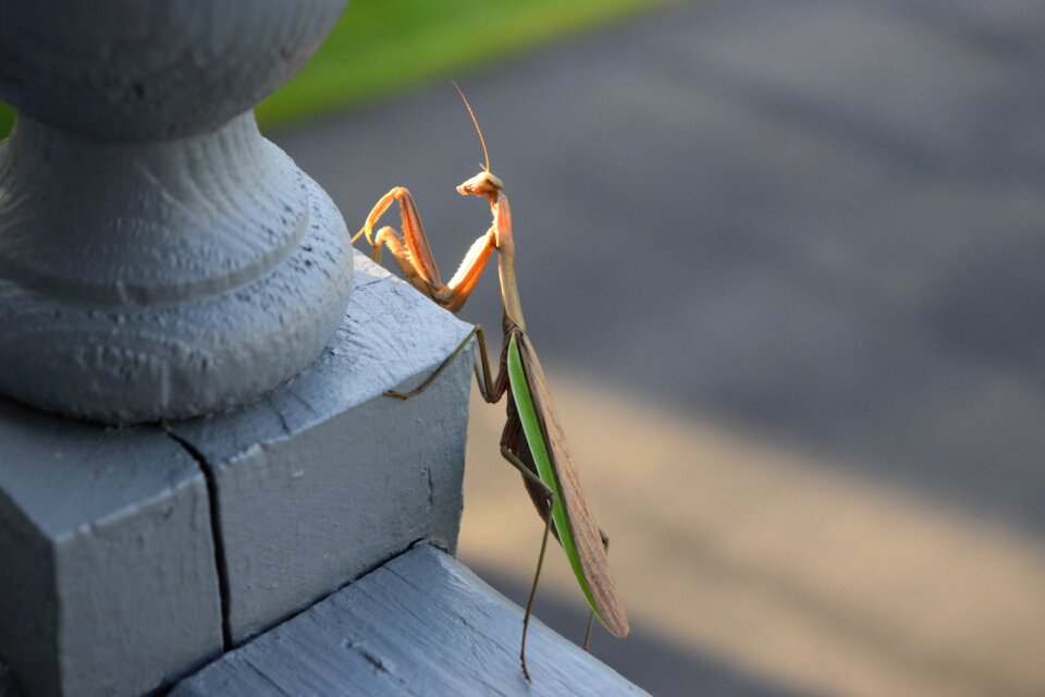 Nature praying mantis