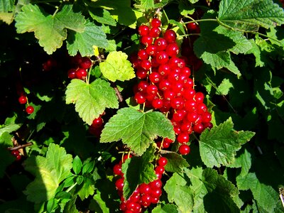 Blackcurrant ripe fruit ripe berry