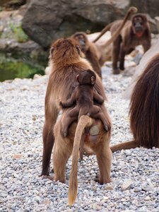 Dschelada young monkey