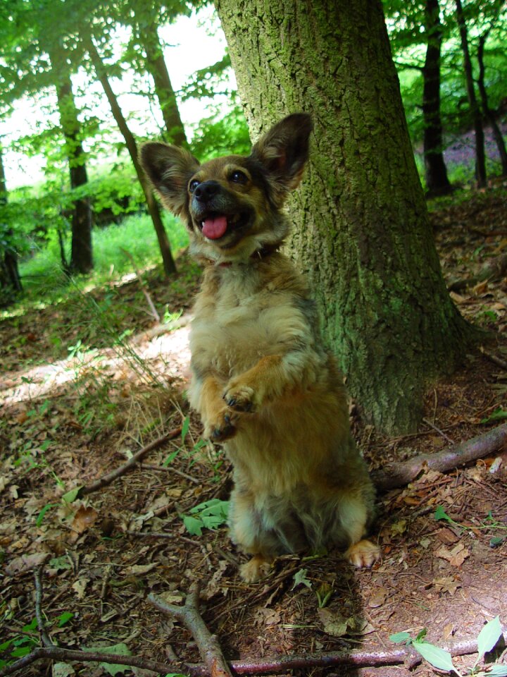 Waiting dog dog in the woods a hybrid