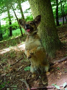 Waiting dog dog in the woods a hybrid