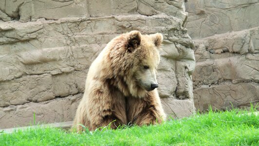 Animal bear brown bear