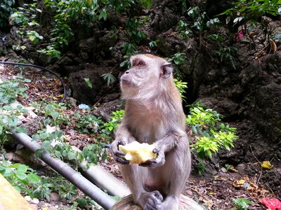 Monkey apple food