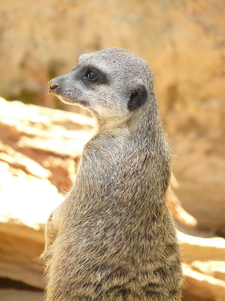 Africa zoo ausschau