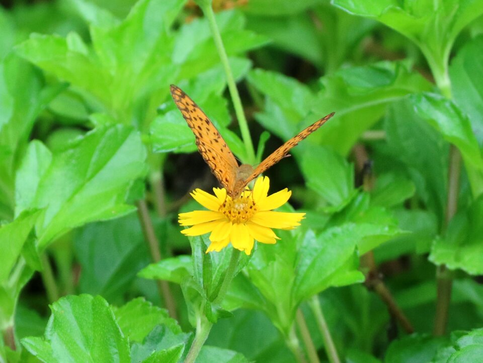 Yellow flower quentin chong pollen