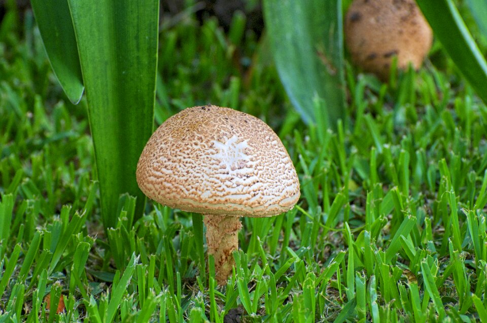 Wild vegetable botanical