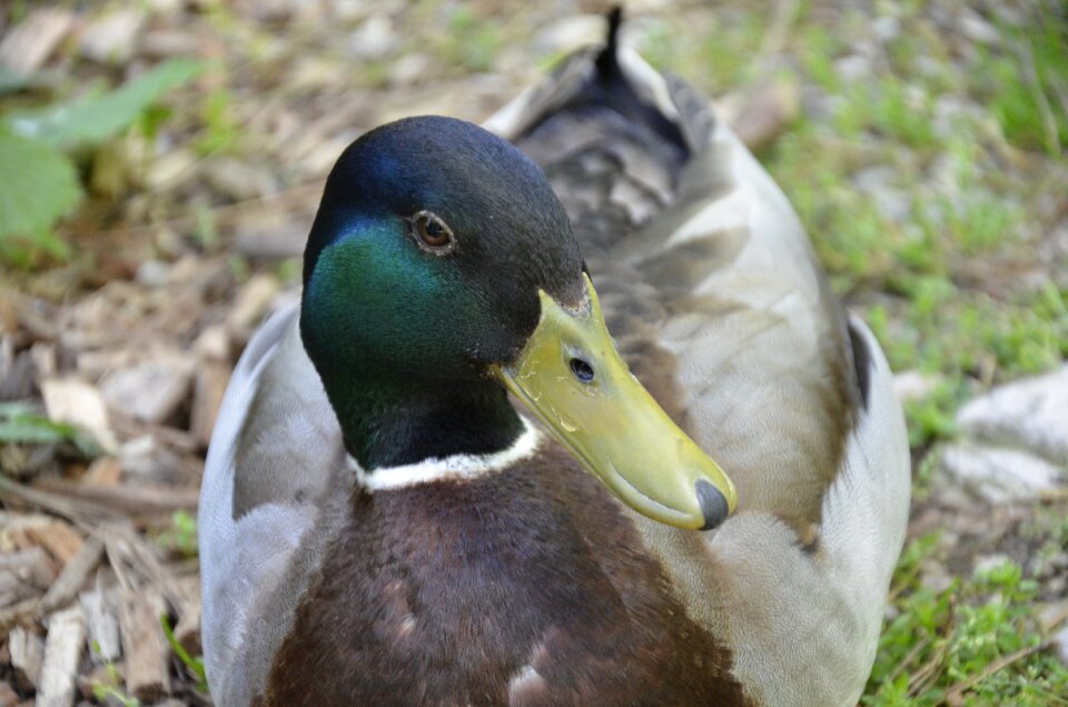 Water bird duck bird animal