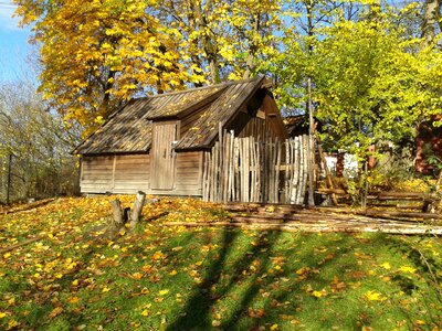 Forest autumn outdoors