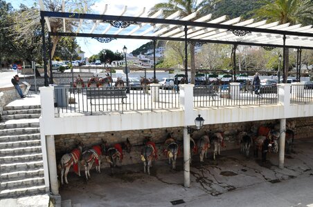 Animal spain mijas