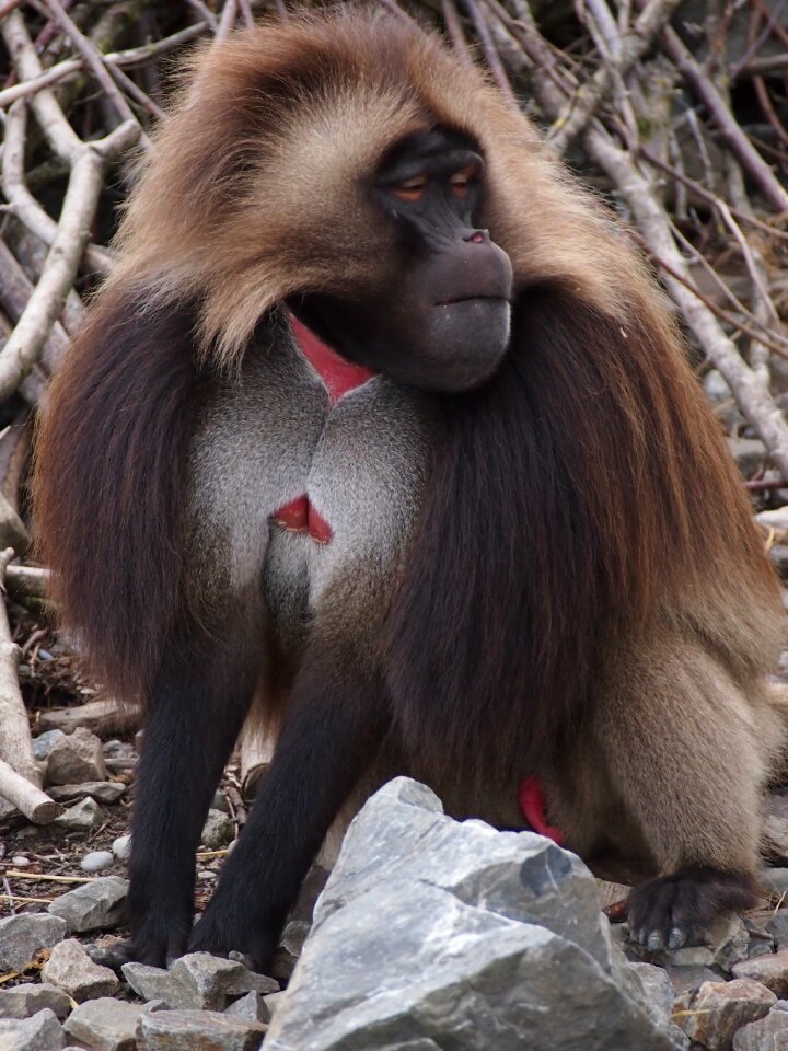 Dschelada males mammal