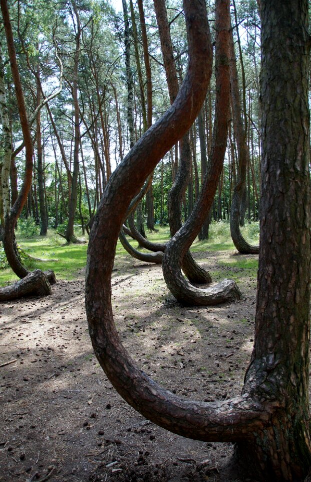 Trees forest pine