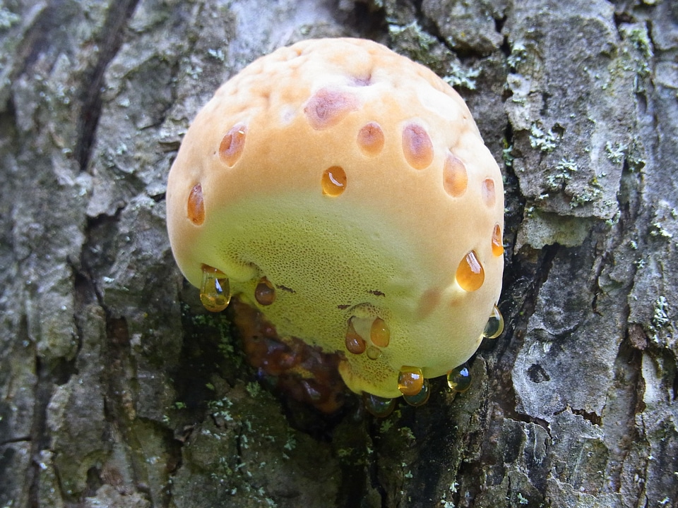 Resin forest nature