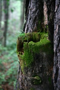 Wood moss nature photo