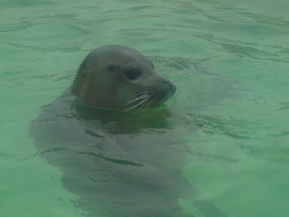 Aquarium seal station dog seal