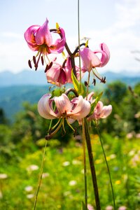 Blossom bloom nature flower photo