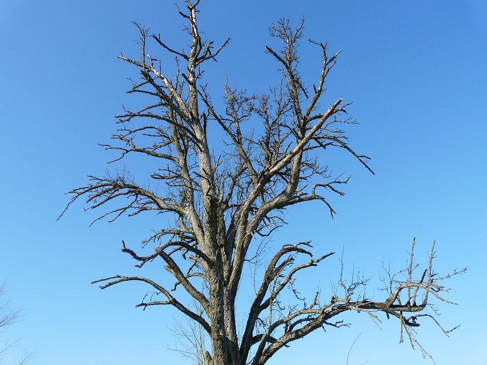 Arid aesthetic die off
