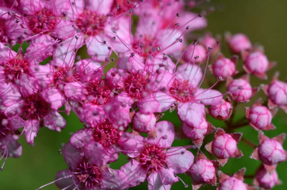 Flower plant macro