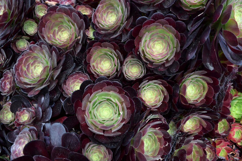Floral plant nature