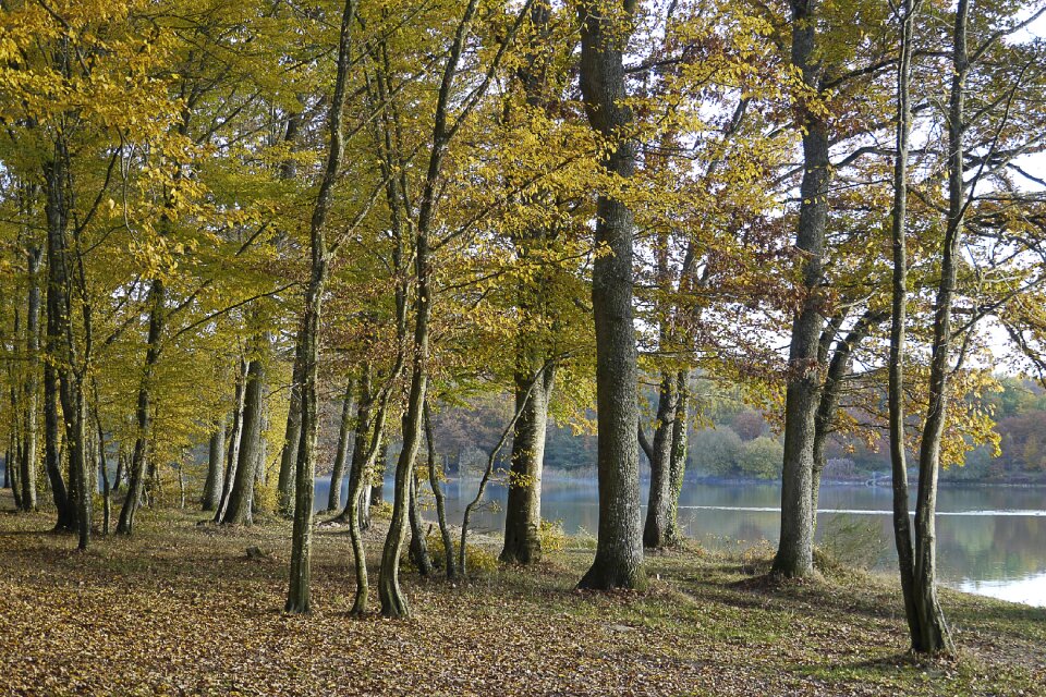 Undergrowth moutiers in puisaye fall