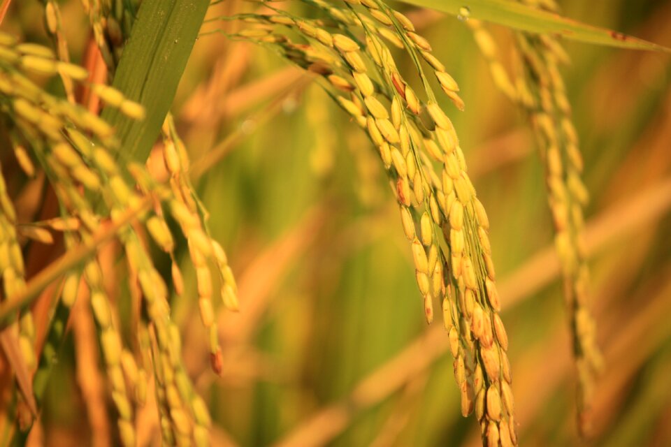 Harvest natural view