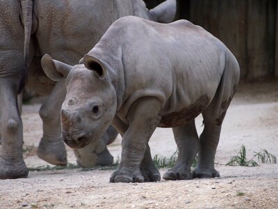 Rhino young horn photo