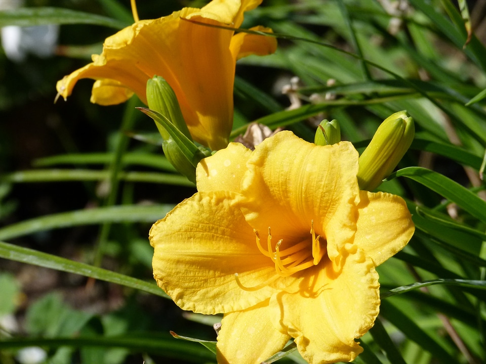 Nature floral blossom