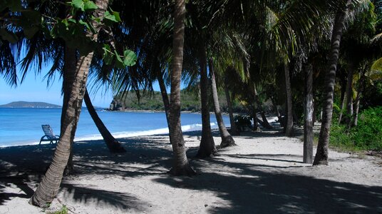 Caribbean beach palm trees photo