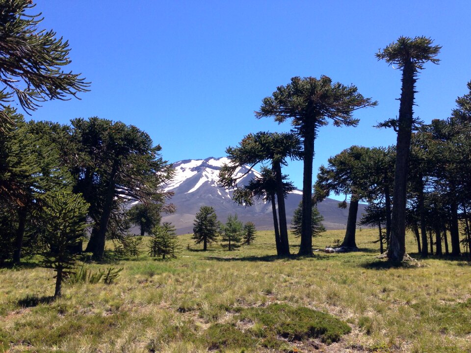 Parque nacional los araucarias chile argentina