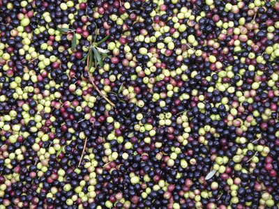 Olives harvest spain